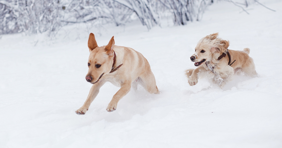 Winter Home Safety