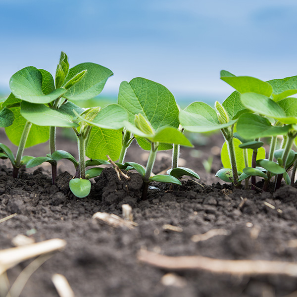 Green Soy Plants - Bioheat Blend